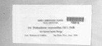 Podosphaera clandestina image